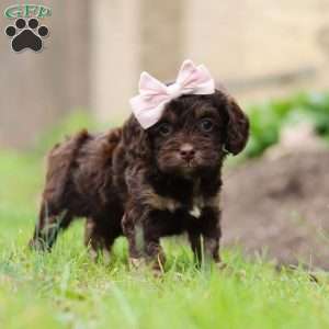 Carly, Cockapoo Puppy