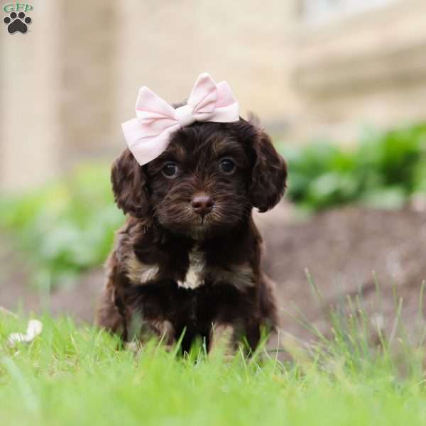 Carly, Cockapoo Puppy