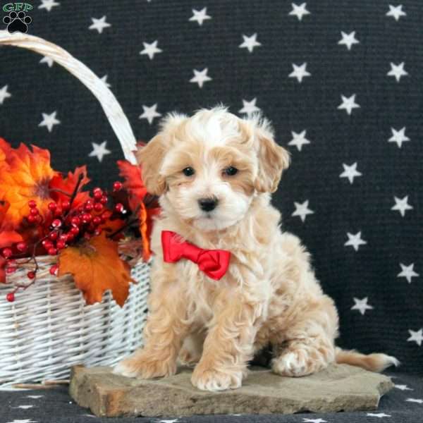 Carol, Maltipoo Puppy