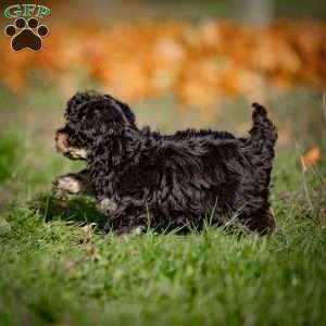 Carrie, Toy Poodle Puppy