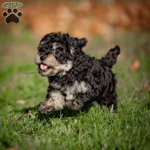 Carrie, Toy Poodle Puppy