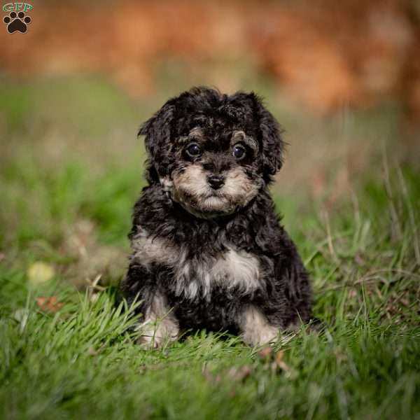 Carrie, Toy Poodle Puppy