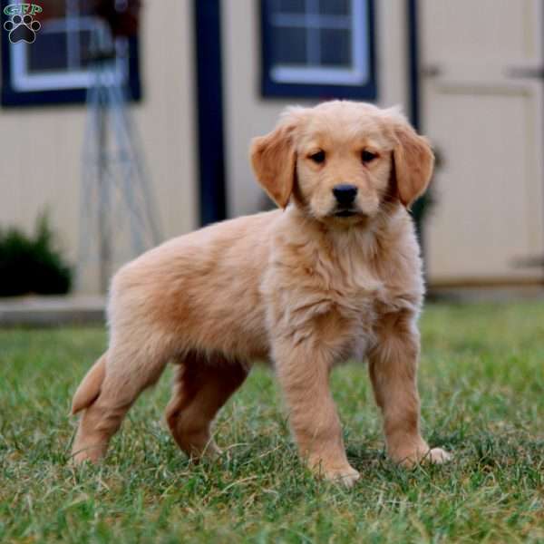 Carrie, Golden Retriever Puppy