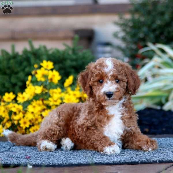 Carrie, Miniature Poodle Puppy