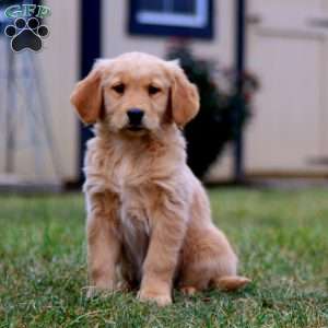 Carrie, Golden Retriever Puppy