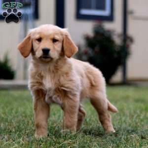 Carrie, Golden Retriever Puppy