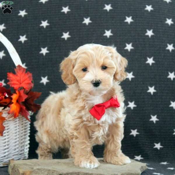 Carson, Maltipoo Puppy