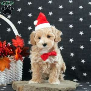 Carson, Maltipoo Puppy