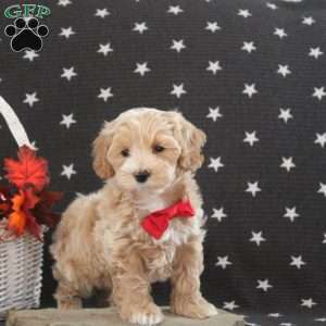 Carson, Maltipoo Puppy