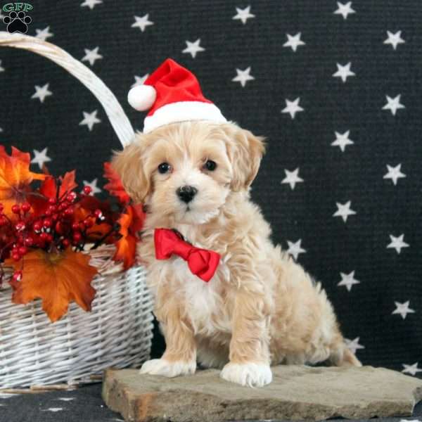 Carter, Maltipoo Puppy