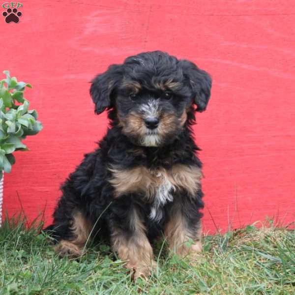 Carter, Mini Bernedoodle Puppy