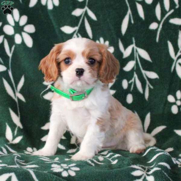 Carter, Cavalier King Charles Spaniel Puppy