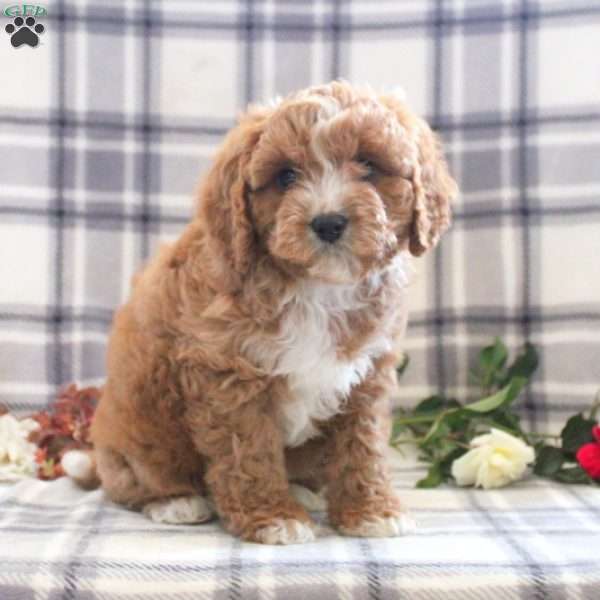 Carter, Mini Goldendoodle Puppy