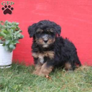 Carter, Mini Bernedoodle Puppy