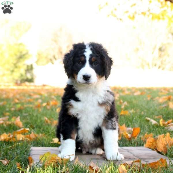 Carter, Mini Bernedoodle Puppy