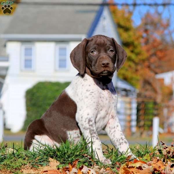 Carter, German Shorthaired Pointer Puppy