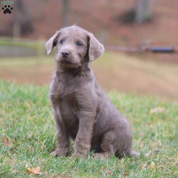 Carter, Labradoodle Puppy