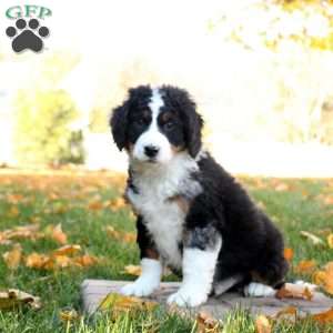 Carter, Mini Bernedoodle Puppy