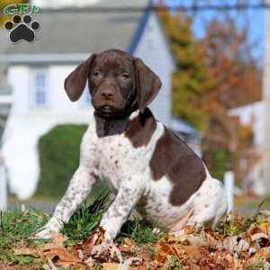 Carter, German Shorthaired Pointer Puppy