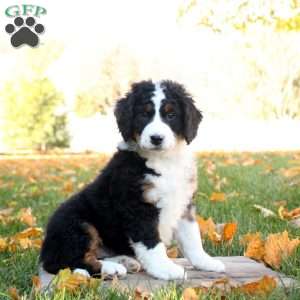 Carter, Mini Bernedoodle Puppy