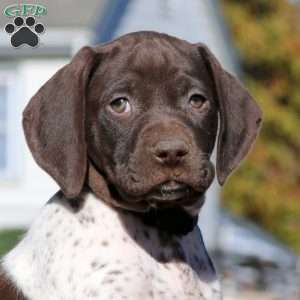 Carter, German Shorthaired Pointer Puppy