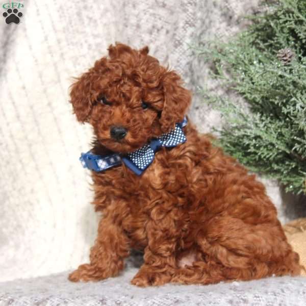 Cash, Toy Poodle Puppy