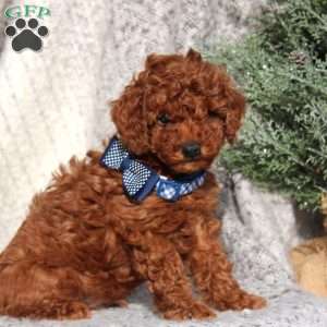 Cash, Toy Poodle Puppy