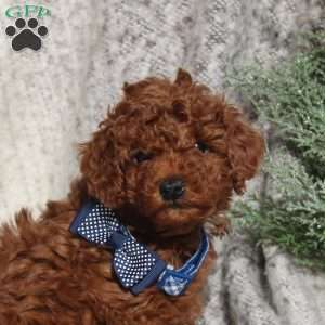 Cash, Toy Poodle Puppy