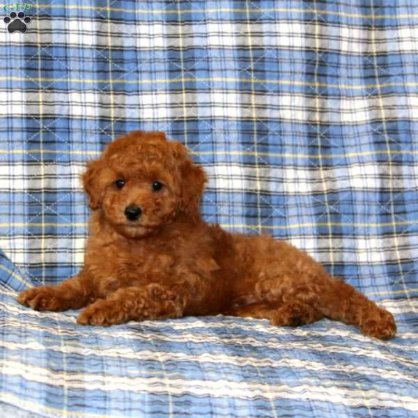 Cash, Miniature Poodle Puppy