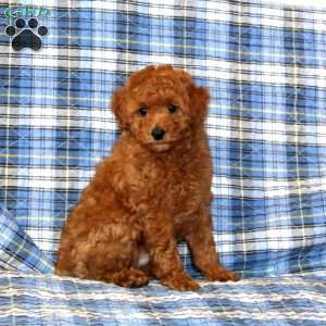 Cash, Miniature Poodle Puppy