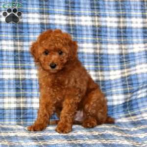 Cash, Miniature Poodle Puppy