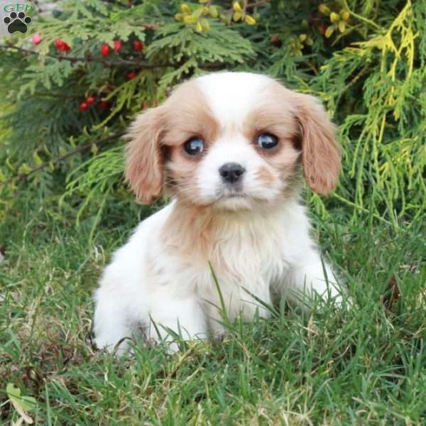 Casper, Cavalier King Charles Spaniel Puppy