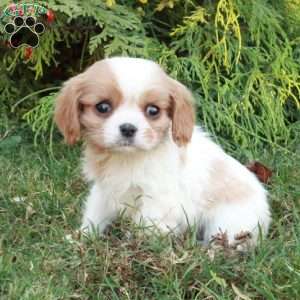 Casper, Cavalier King Charles Spaniel Puppy