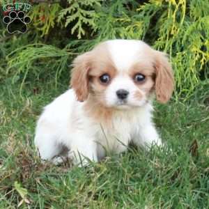 Casper, Cavalier King Charles Spaniel Puppy