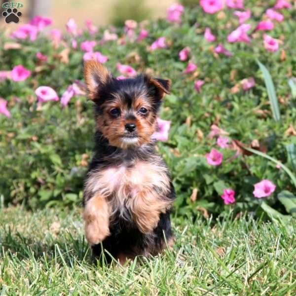 Cassidy, Yorkie Puppy