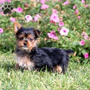 Cassidy, Yorkie Puppy