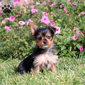 Cassidy, Yorkie Puppy