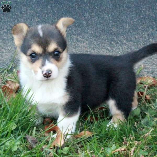 Cassie, Pembroke Welsh Corgi Puppy