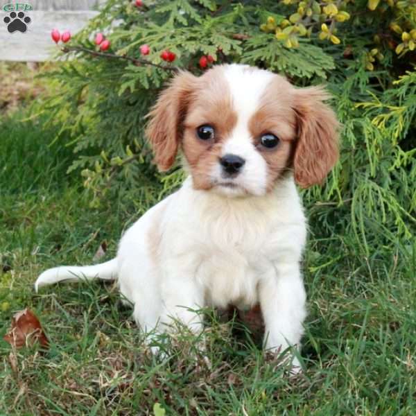 Cassie, Cavalier King Charles Spaniel Puppy