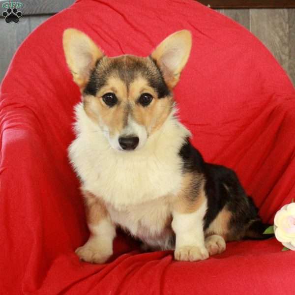 Cassie, Pembroke Welsh Corgi Puppy