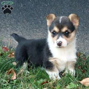 Cassie, Pembroke Welsh Corgi Puppy