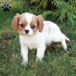 Cassie, Cavalier King Charles Spaniel Puppy