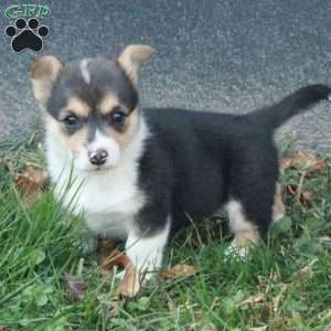 Cassie, Pembroke Welsh Corgi Puppy