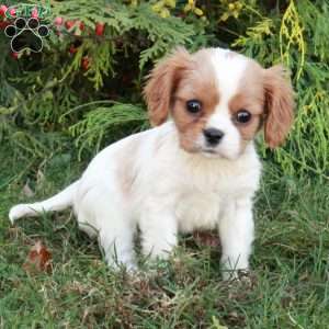 Cassie, Cavalier King Charles Spaniel Puppy