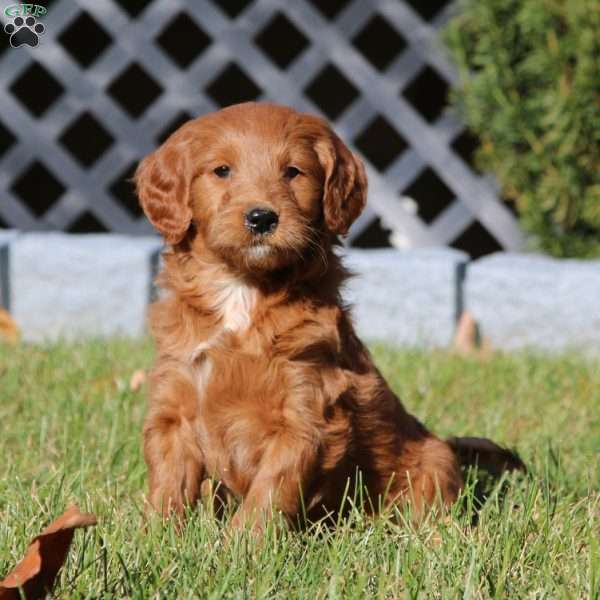 Cassie, Mini Goldendoodle Puppy