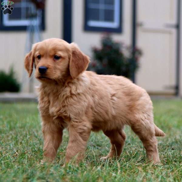 Cassie, Golden Retriever Puppy