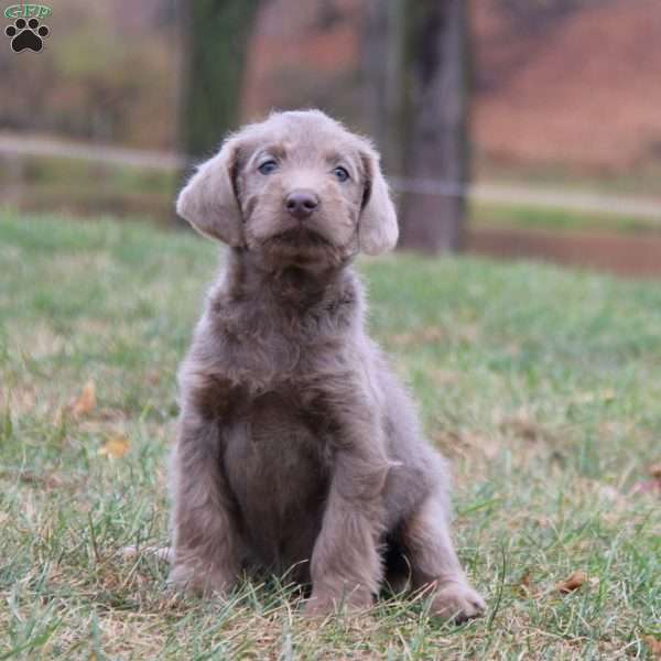 Cassie, Labradoodle Puppy