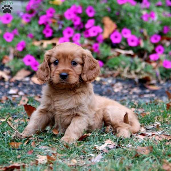 Cassie, Miniature Golden Retriever Puppy