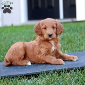 Cassie, Mini Goldendoodle Puppy