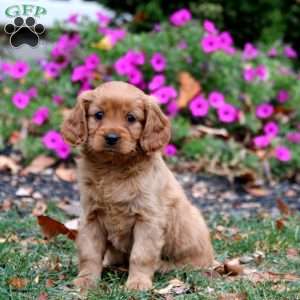 Cassie, Miniature Golden Retriever Puppy